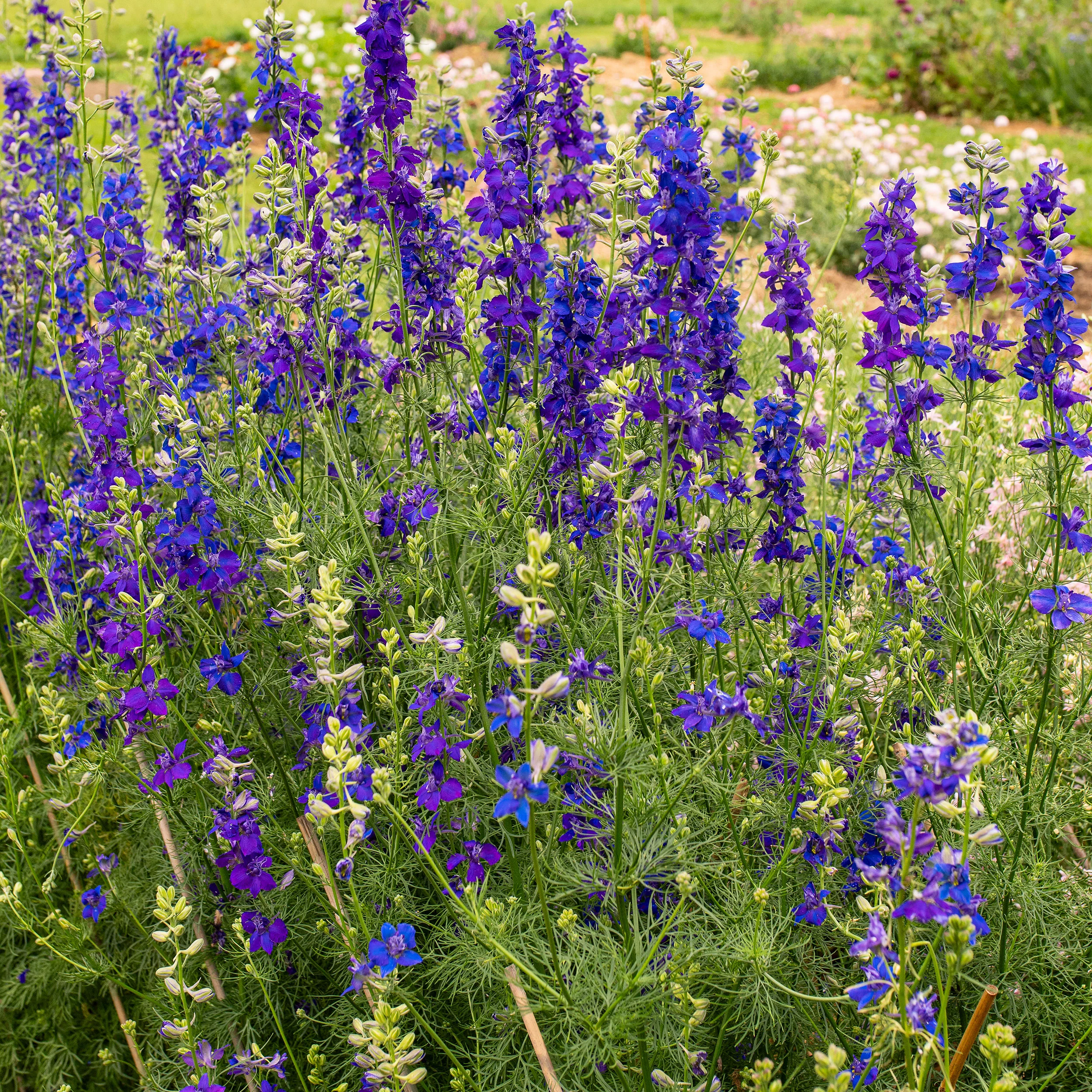 Larkspur 'QIS® Dark Blue' - Image 2