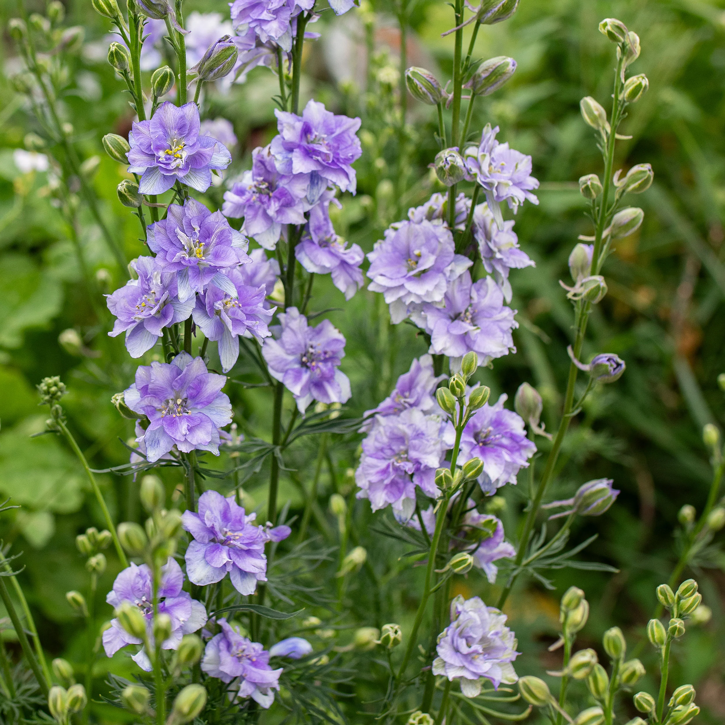 Larkspur 'QIS® Light Blue' - Image 2