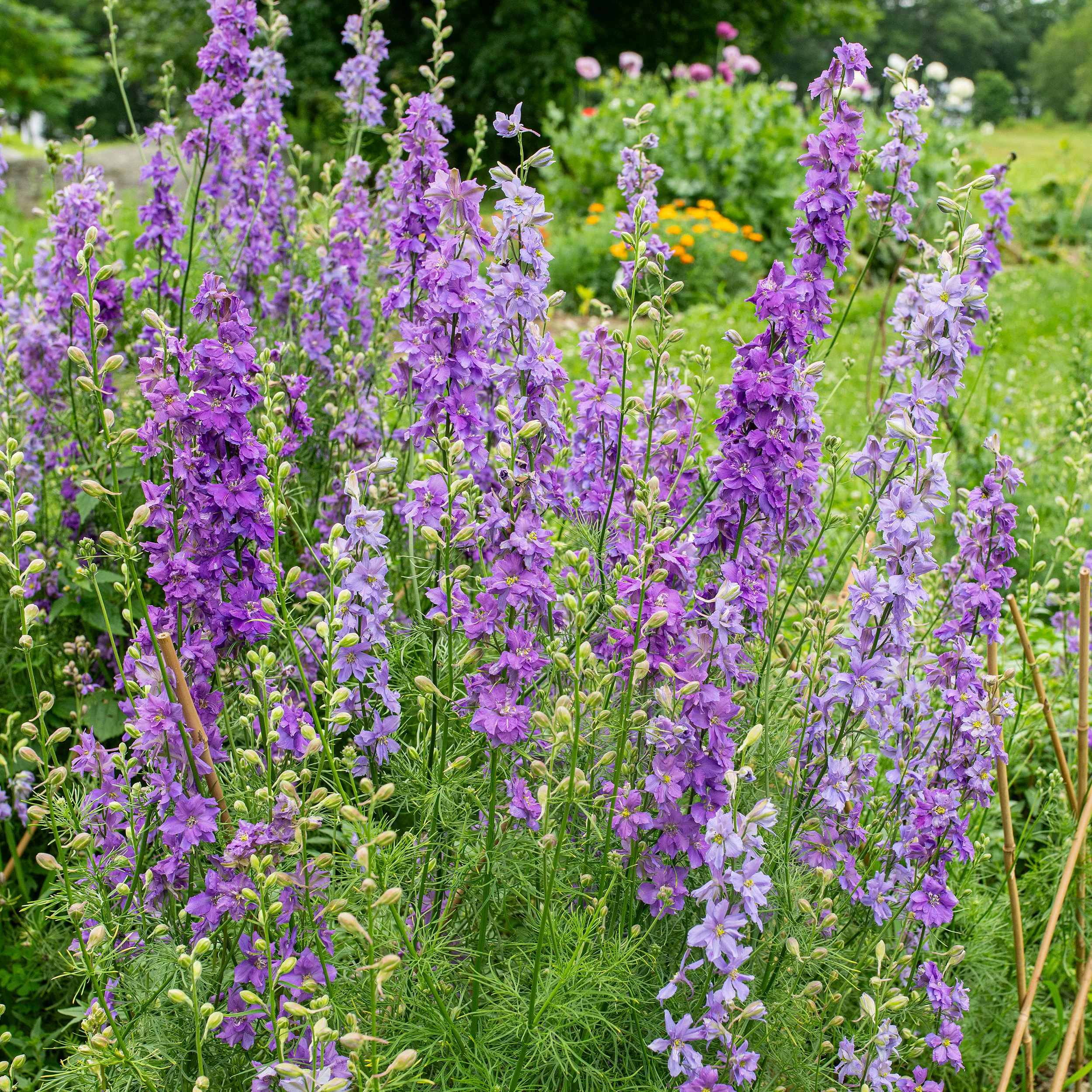 Larkspur 'QIS® Lilac' - S2 - Image 2