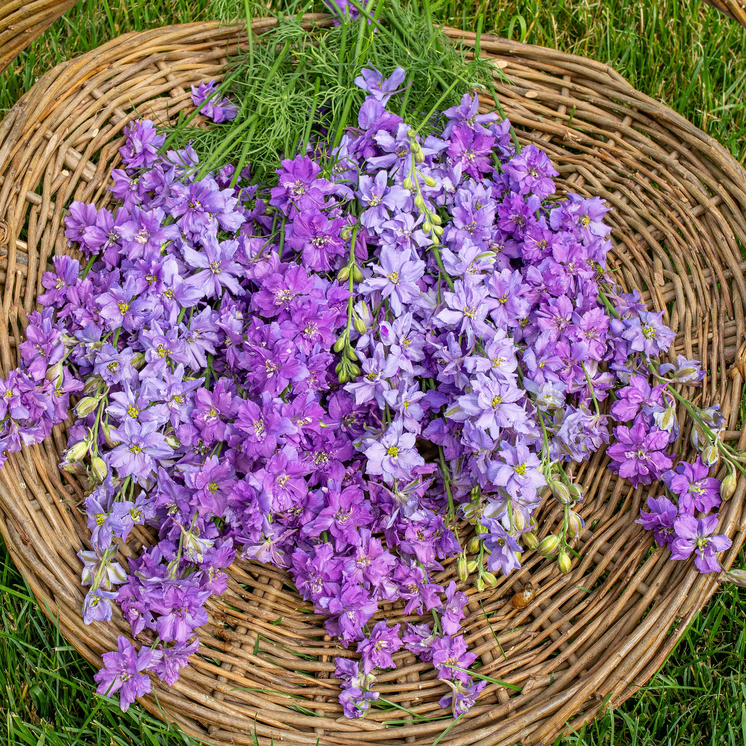 Larkspur 'QIS® Lilac' - S2 - Image 3