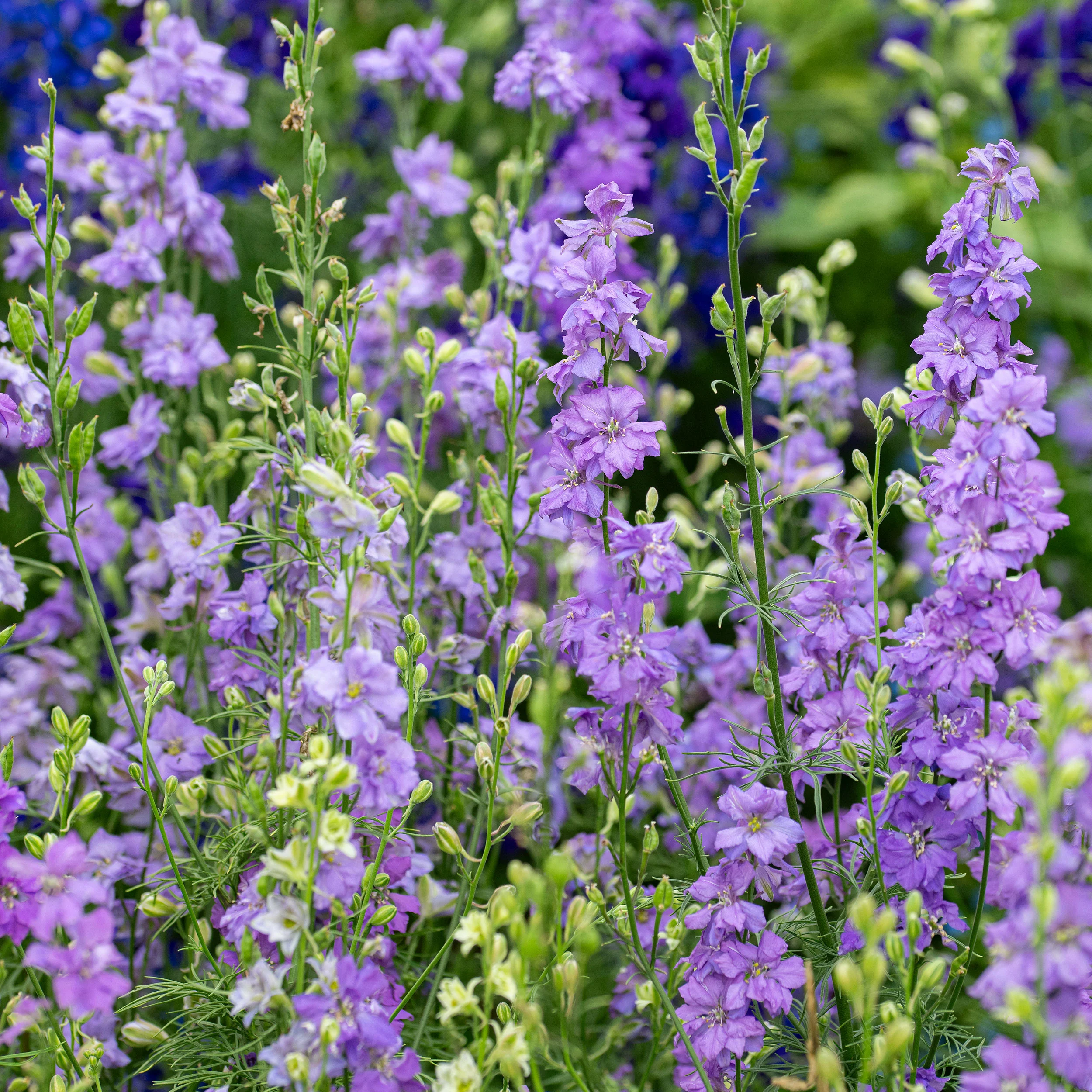 Larkspur 'QIS® Lilac' - Image 4