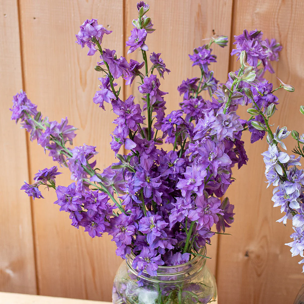 Larkspur 'QIS® Lilac' - Image 5