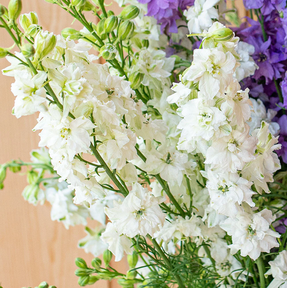 Larkspur 'QIS® White' - Image 3