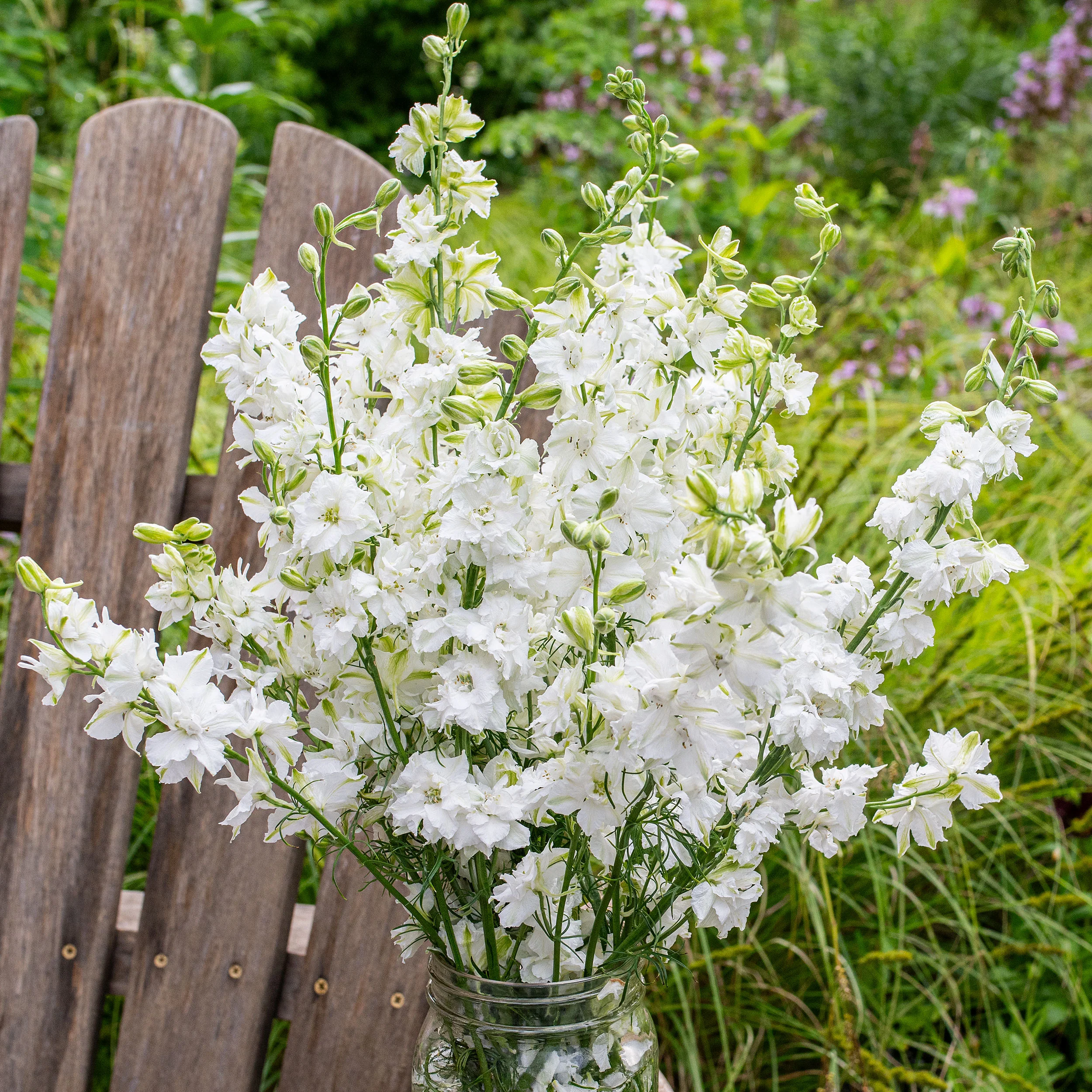 Larkspur 'QIS® White' - Image 4