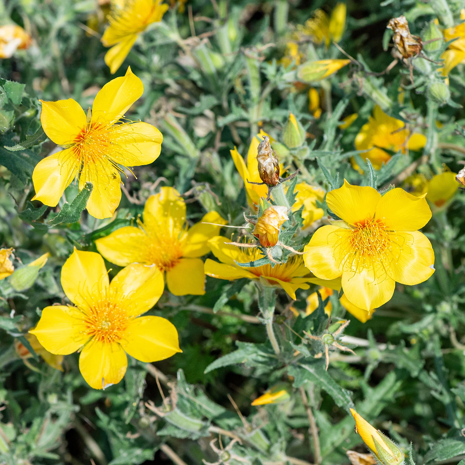 Lindley's Blazing Star - Image 2