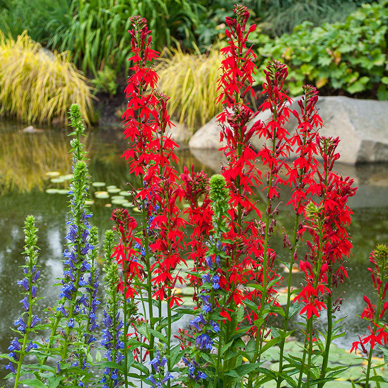Lobelia - Cardinal Flower - Image 2