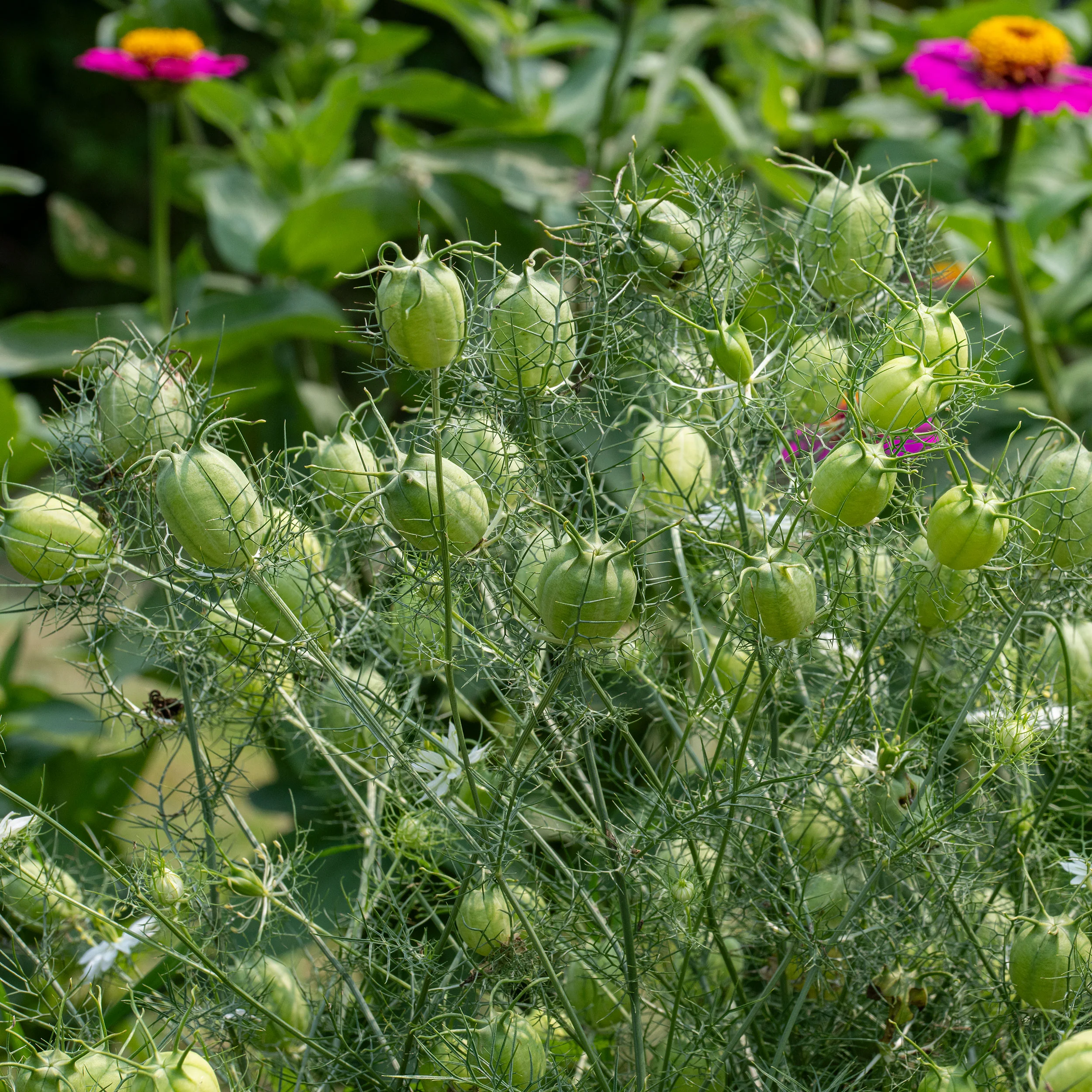 Love-in-a-Mist 'Albion Green Pod' - Image 2