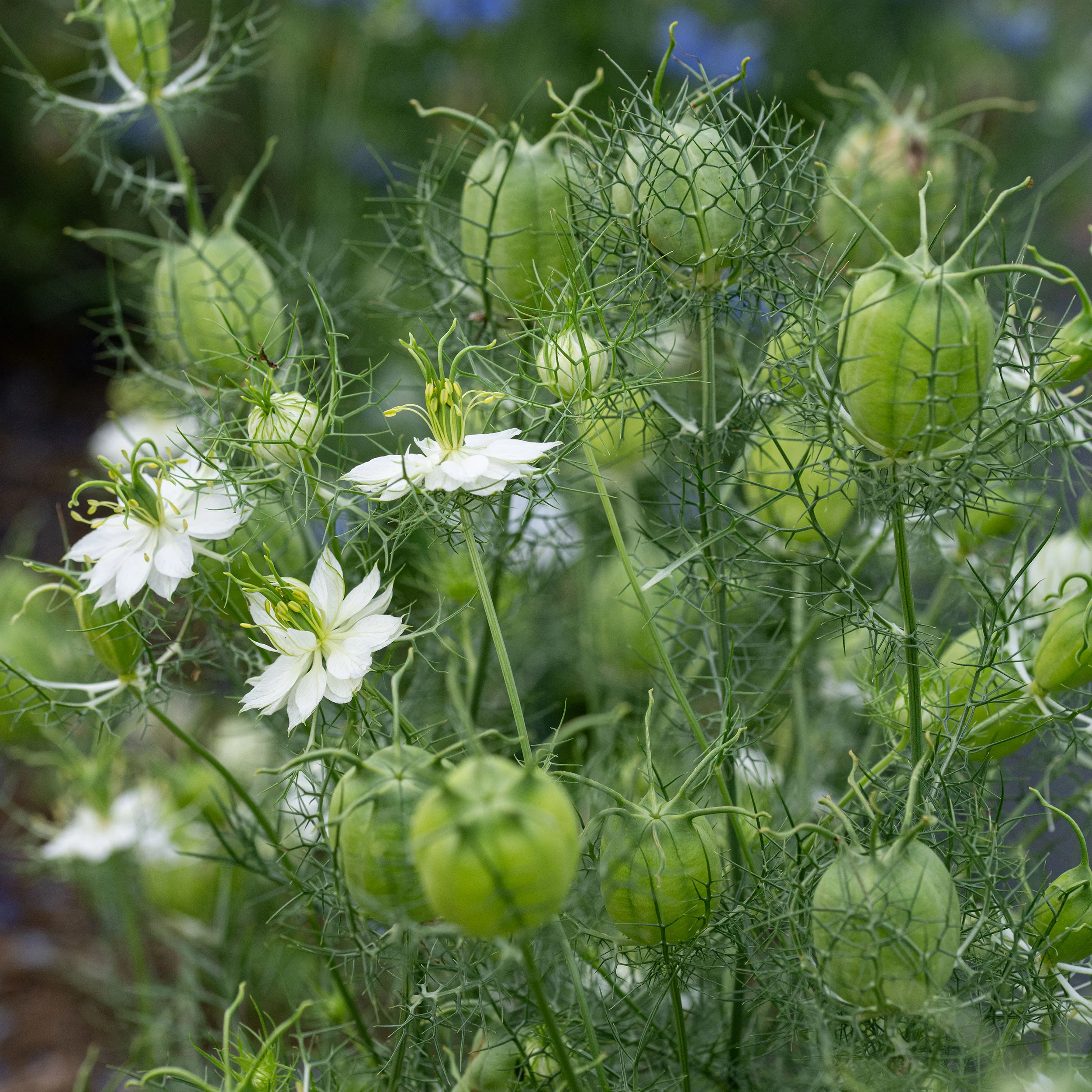Love-in-a-Mist 'Albion Green Pod' - Image 3