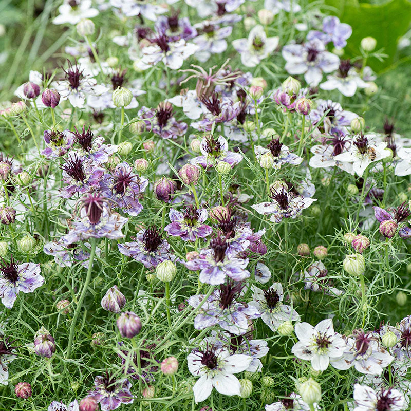 Love-in-a-Mist 'Delft Blue' - Image 2