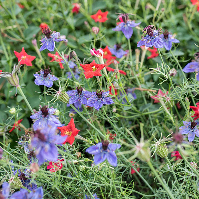 Love-in-a-Mist 'Midnight' - Image 2