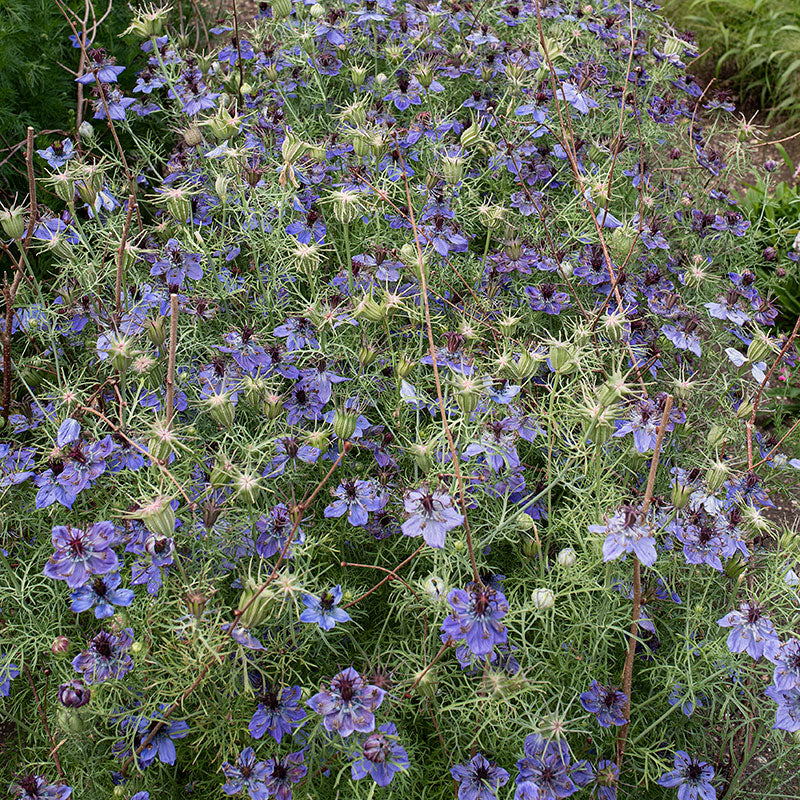 Love-in-a-Mist 'Midnight' - Image 3
