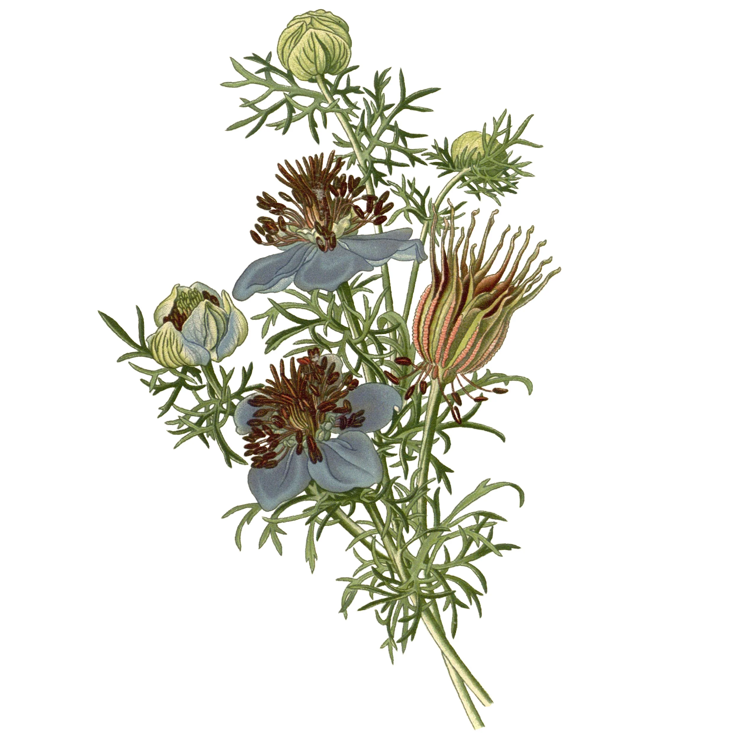 Love-in-a-Mist 'Midnight' - Image 4
