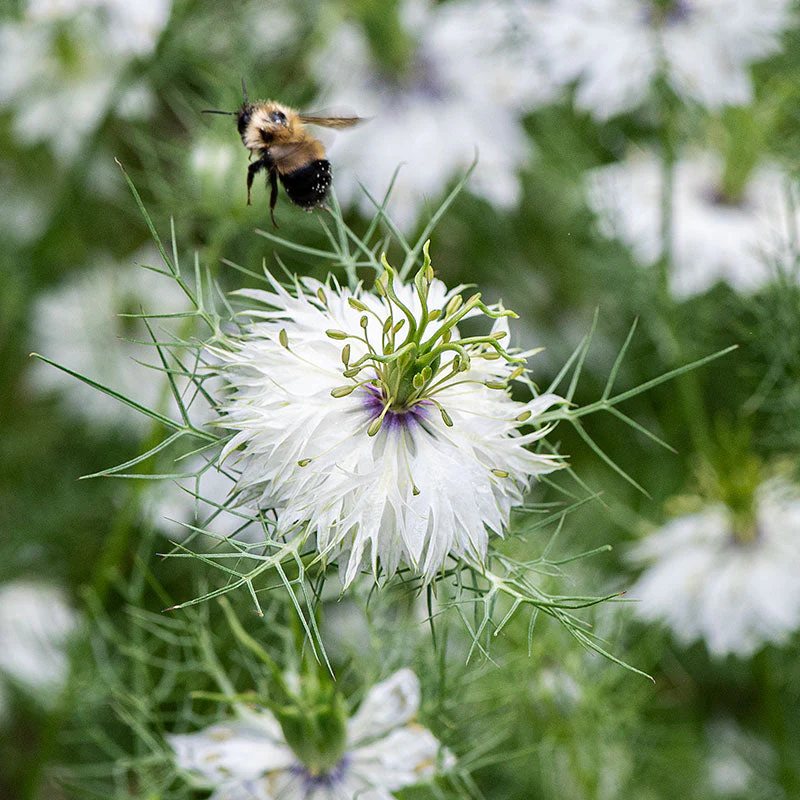Love-in-a-Mist 'Miss Jekyll Alba' - Image 2
