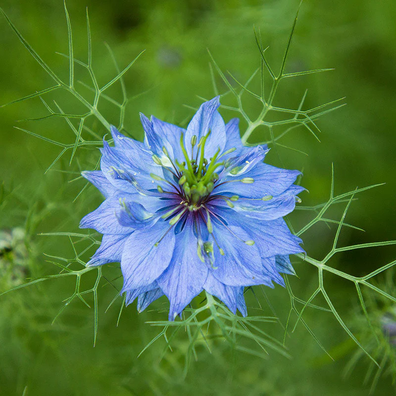 Love-in-a-Mist 'Miss Jekyll Blue' - Image 2