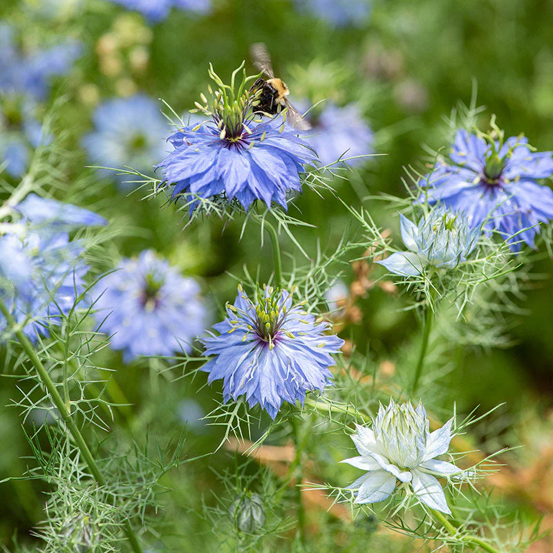 Love-in-a-Mist 'Miss Jekyll Blue' - Image 3