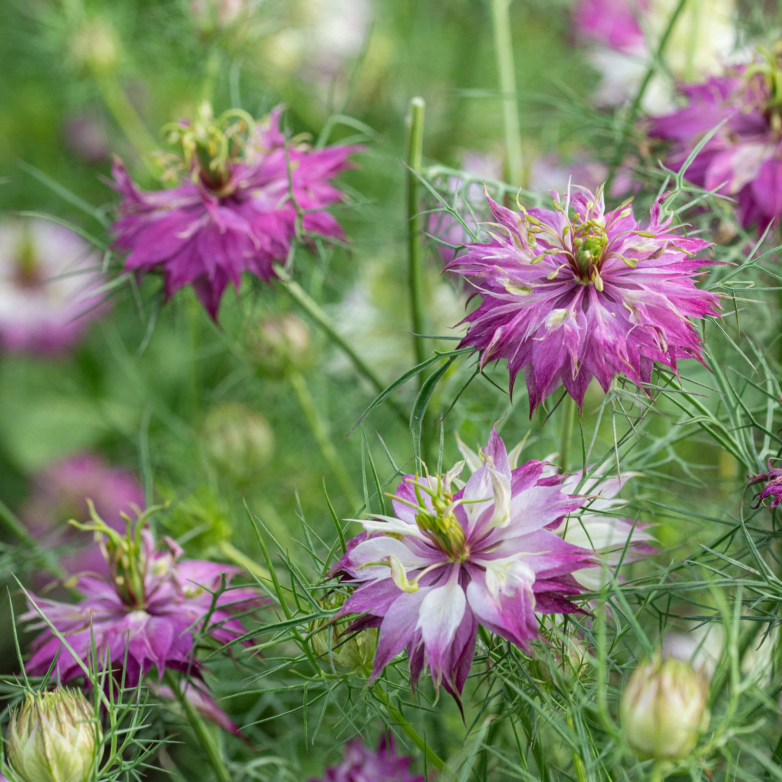 Love-in-a-Mist 'Mulberry Rose' - Image 2