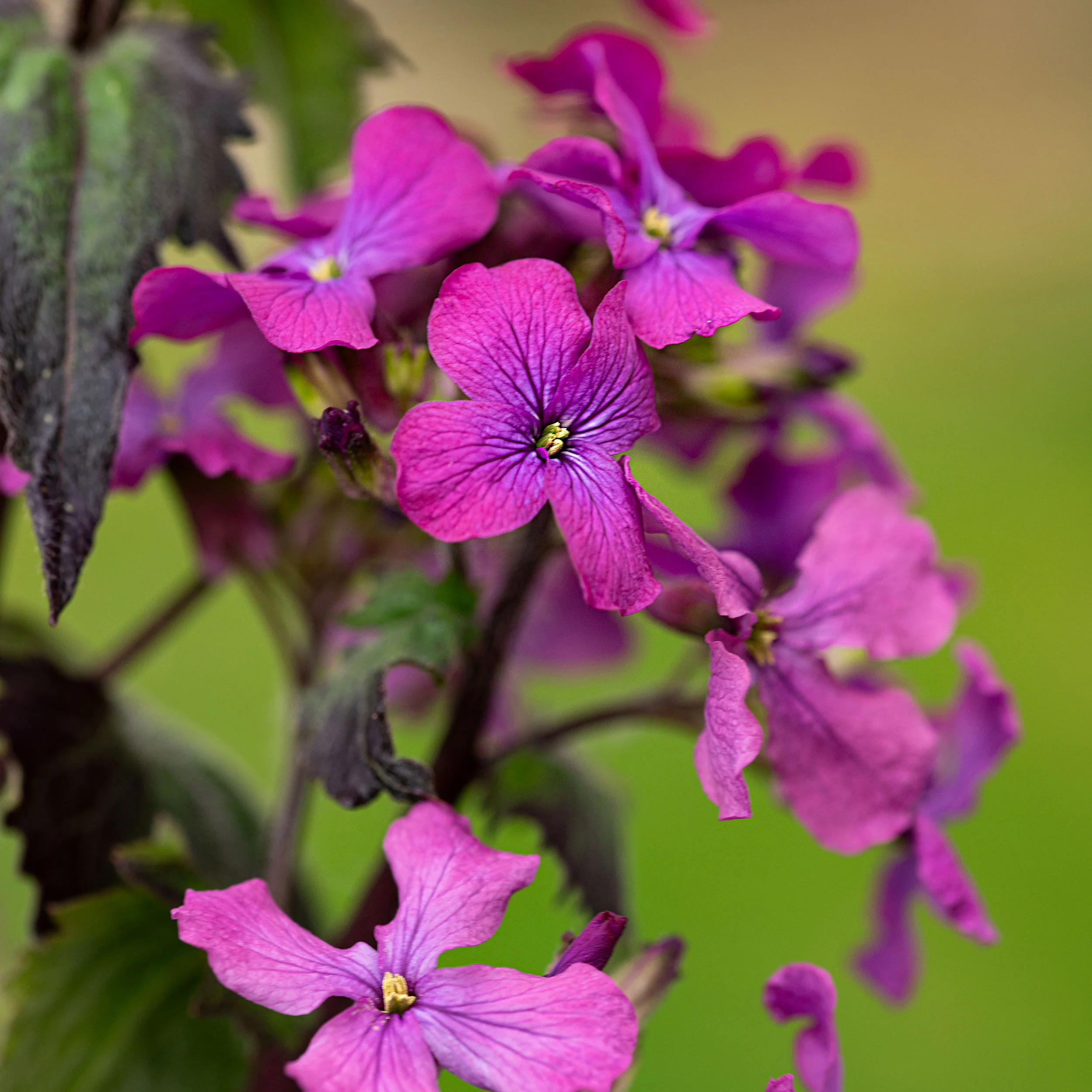 Lunaria 'Rosemary Verey' - Image 2