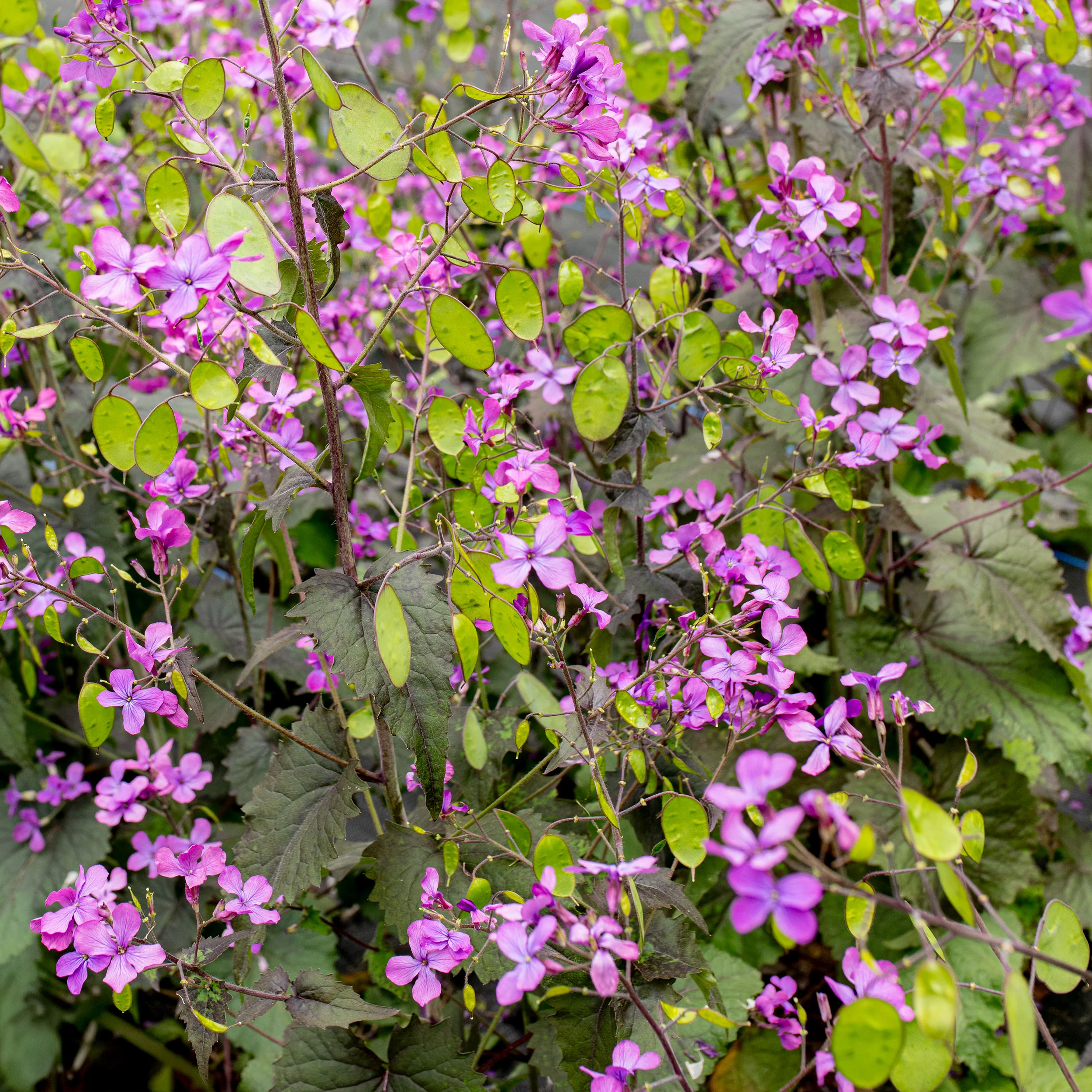 Lunaria 'Rosemary Verey' - Image 3