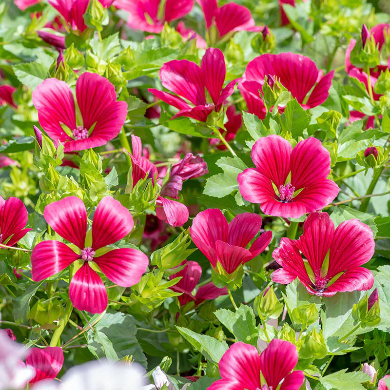 Malope 'Vulcan' - Image 2