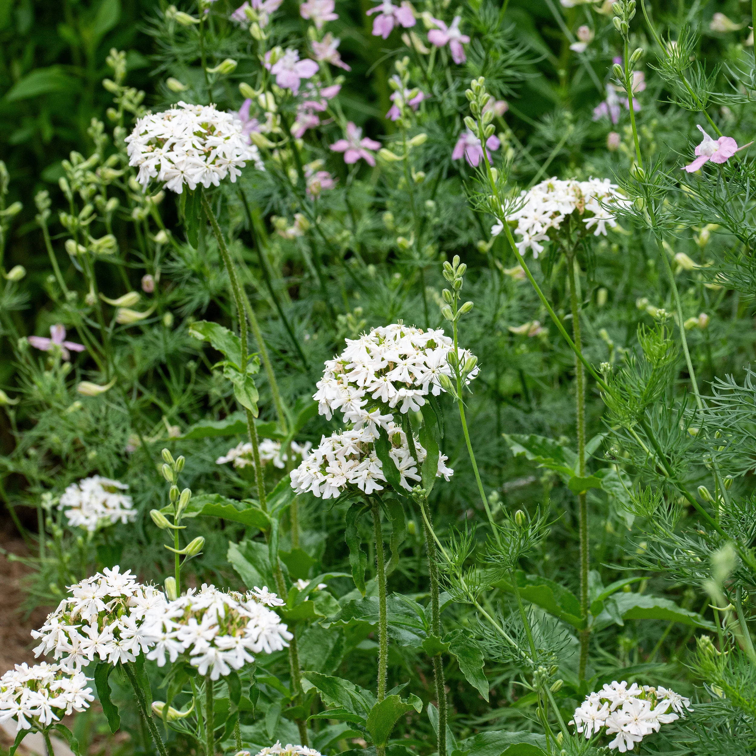 Maltese Cross 'Alabaster' - Image 2