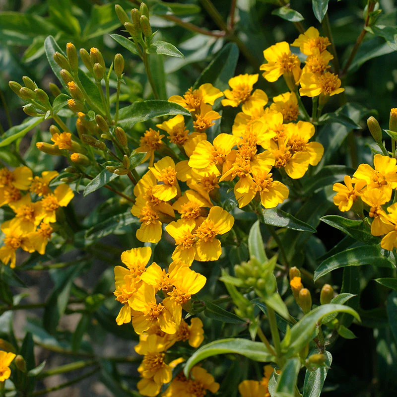 Marigold 'Sweet Mace' Organic - Image 2