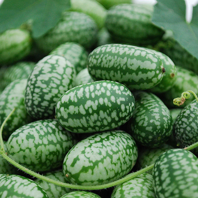 Mexican Sour Gherkin - Image 2