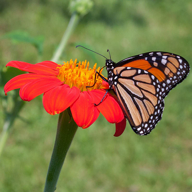 Sunflower - Mexican 'Torch' - Image 3