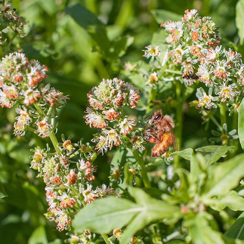 Mignonette 'Machet' - Image 2