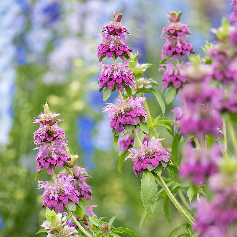 Bee Balm - Lemon Bergamot - Image 2