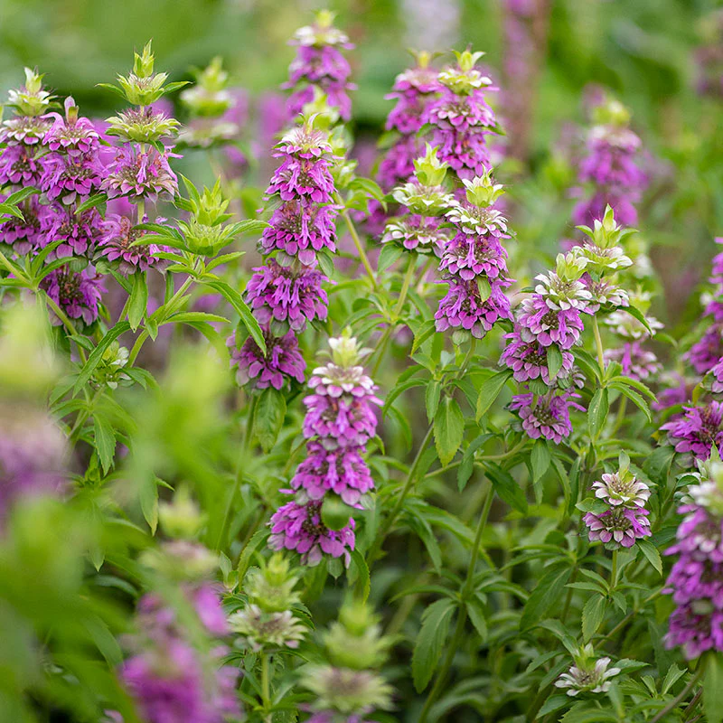 Bee Balm - Lemon Bergamot - Image 3