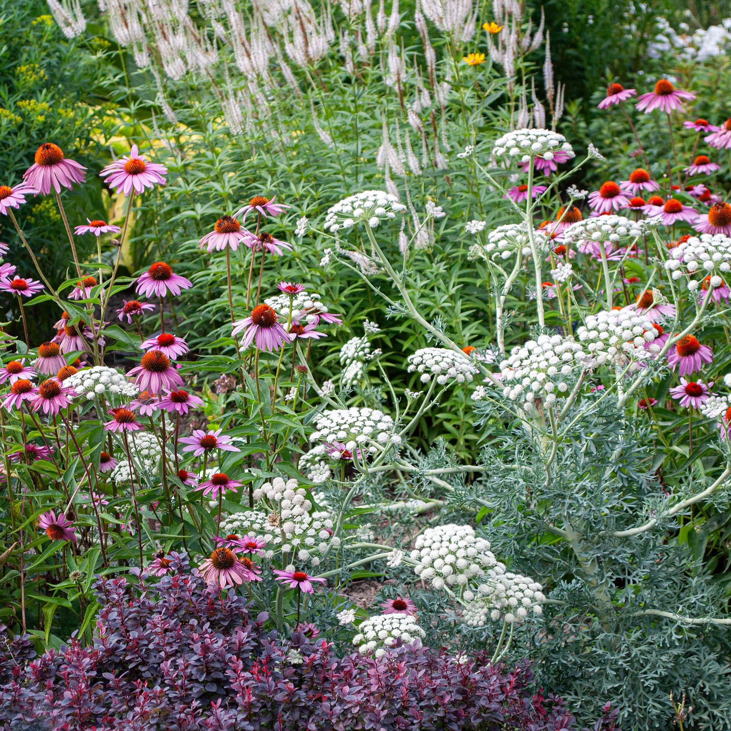 Moon Carrot - Image 2