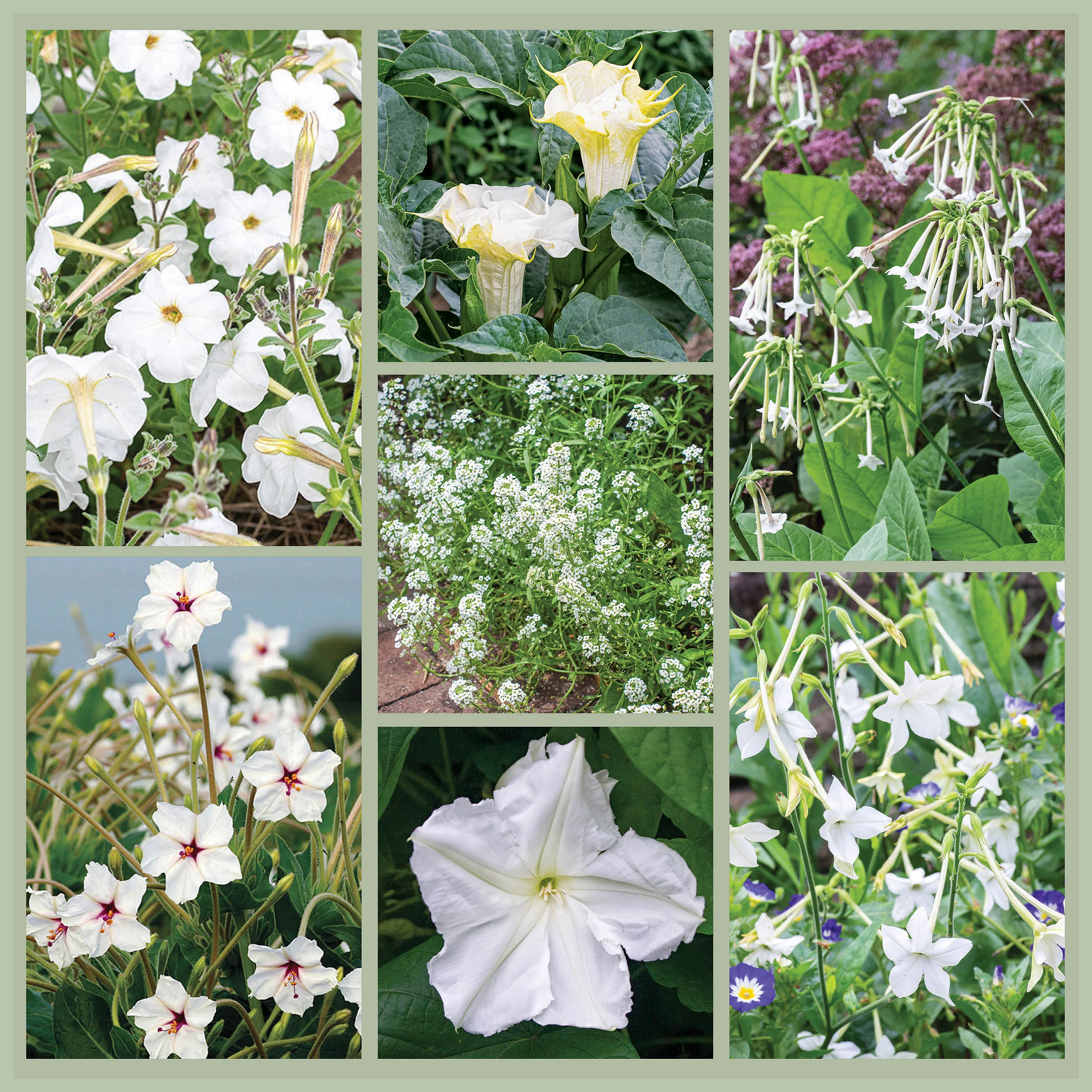 Bestselling Flowers