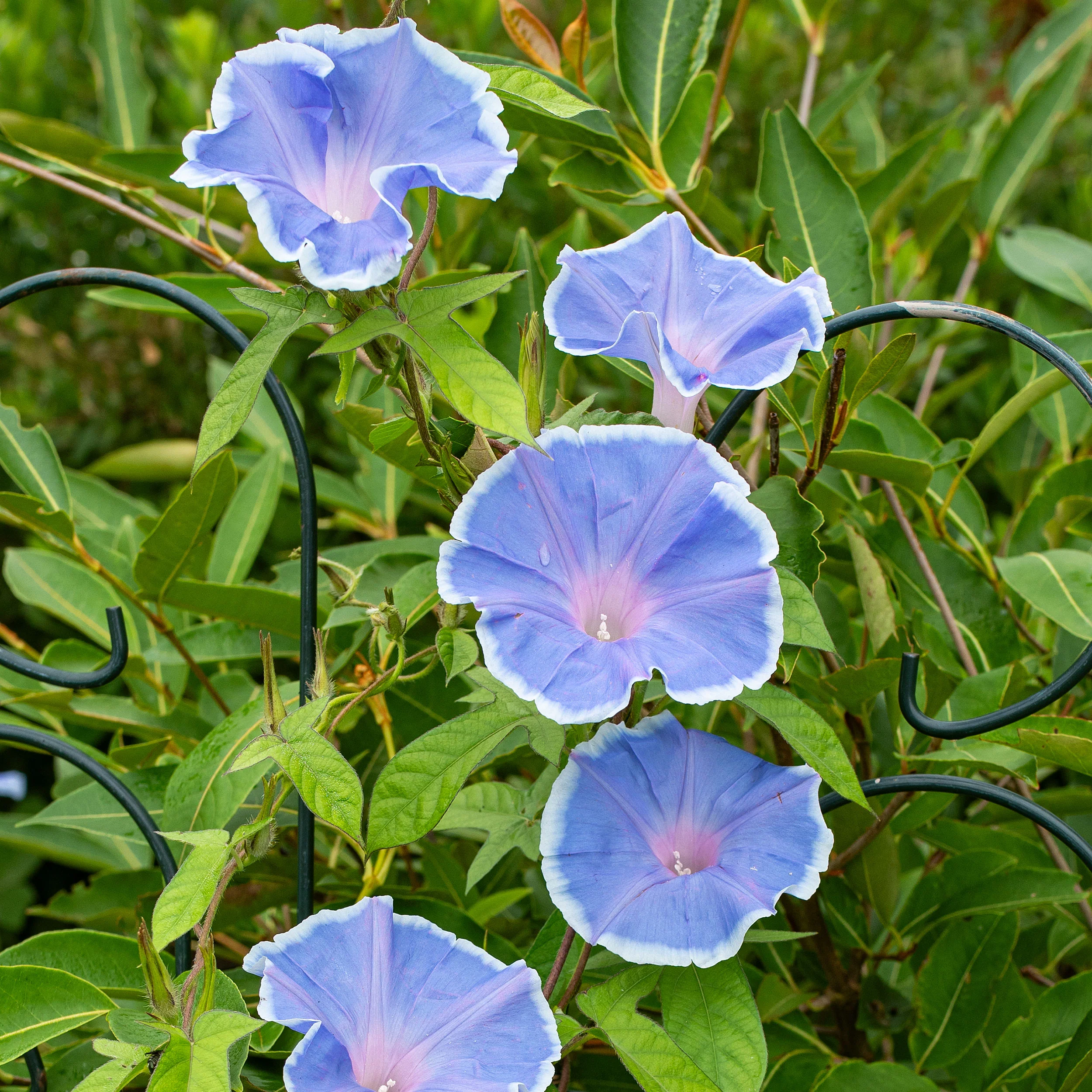 Morning Glory 'Morning Call Blue & White Picotee' - Image 2