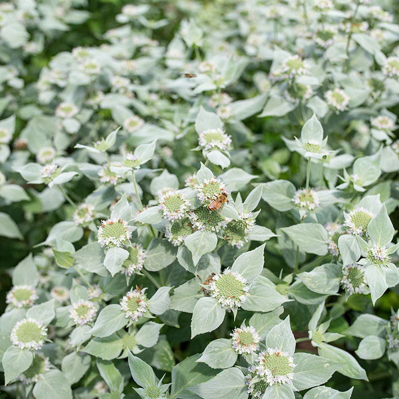 Mountain Mint - Image 2