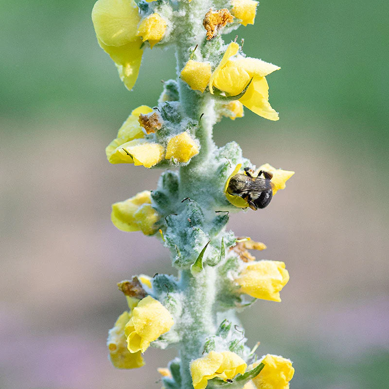 Mullein 'Polar Summer' - Image 3