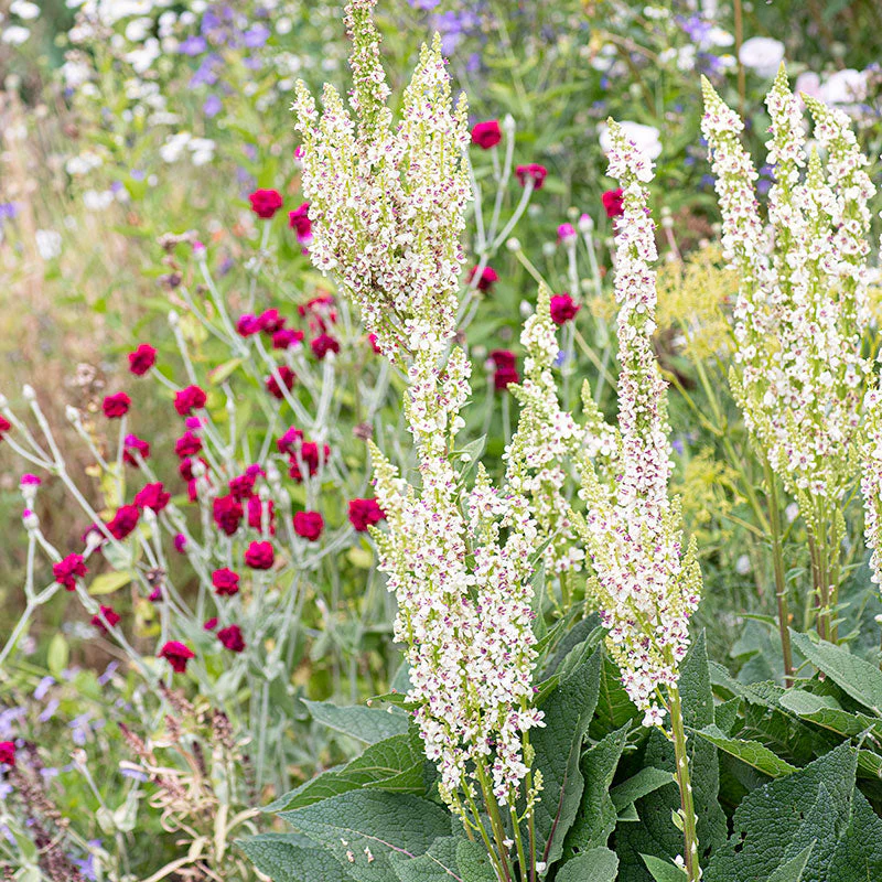 Mullein 'Wedding Candles' - Image 2