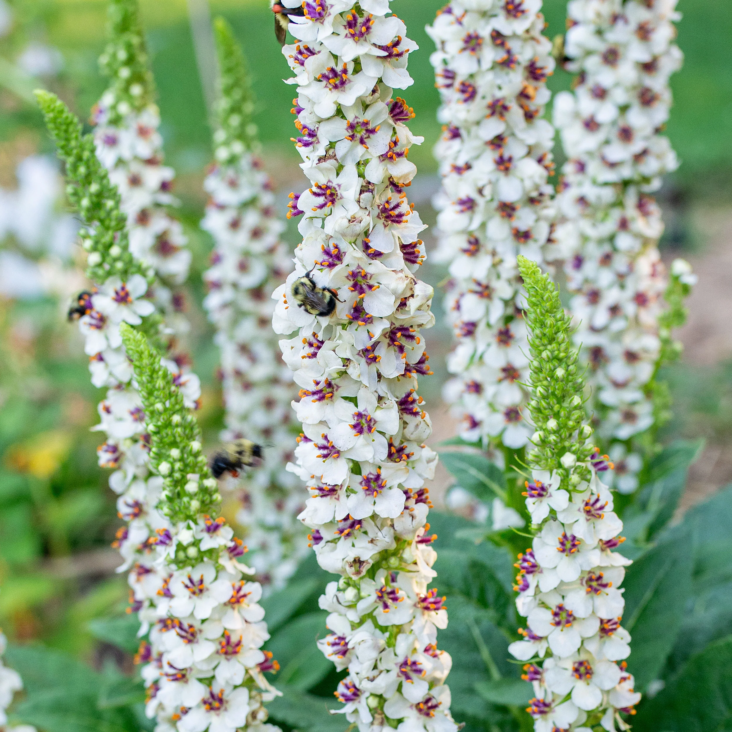 Mullein 'Wedding Candles' - Image 3
