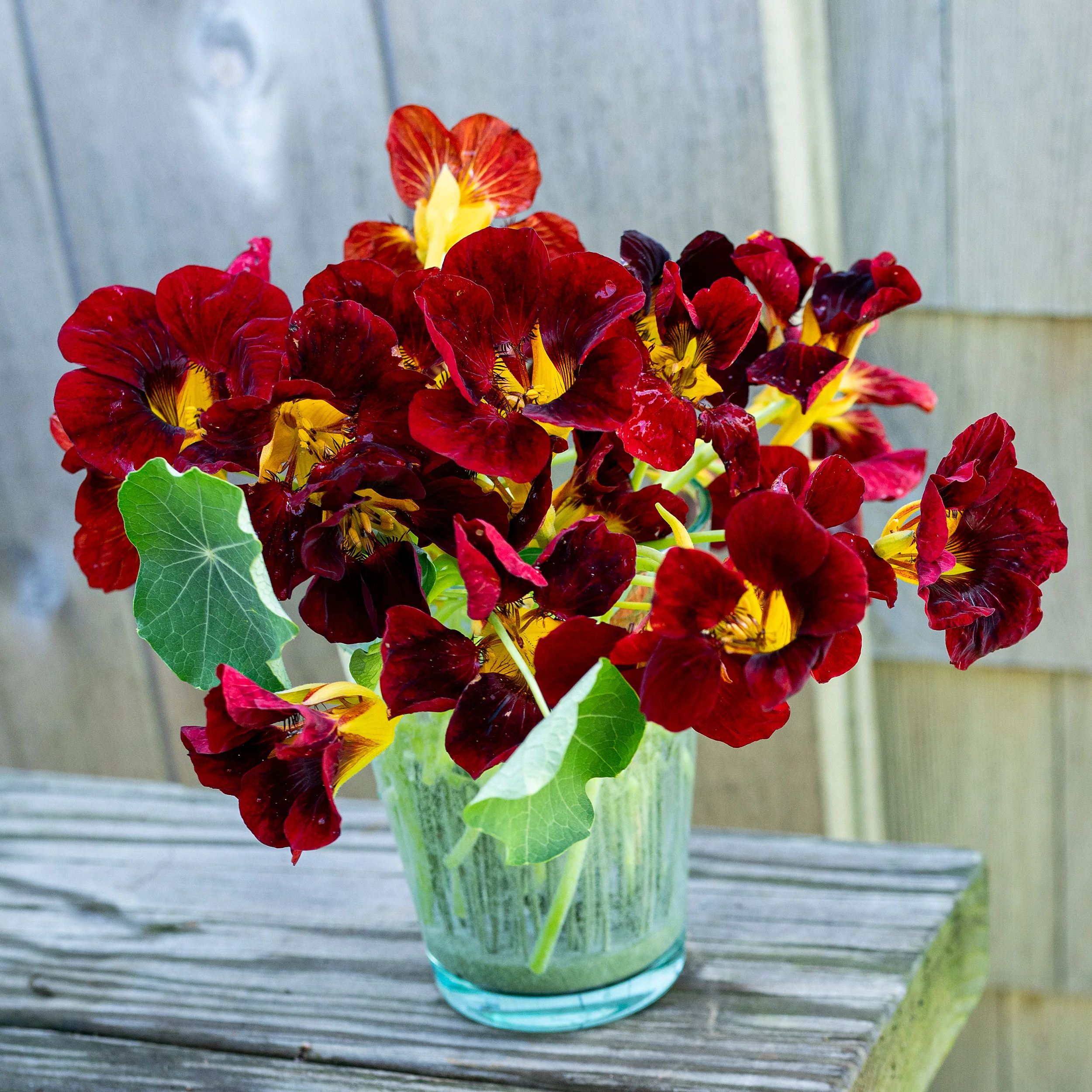 Nasturtium 'Black Velvet' - Image 2