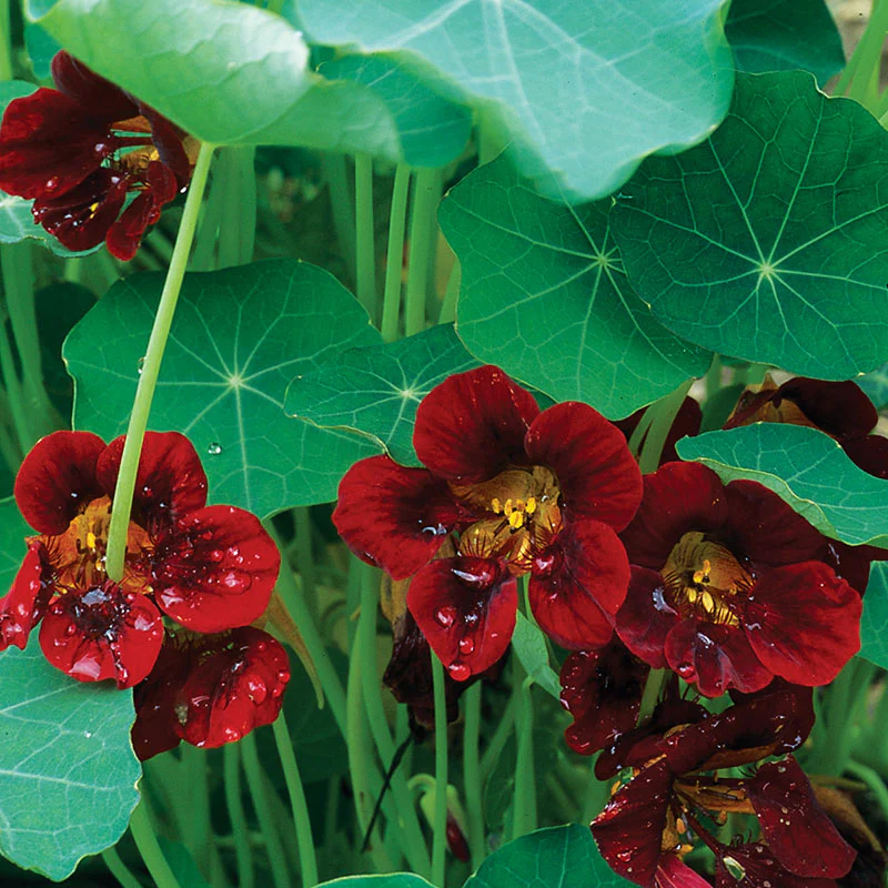 Nasturtium 'Black Velvet' - Image 3