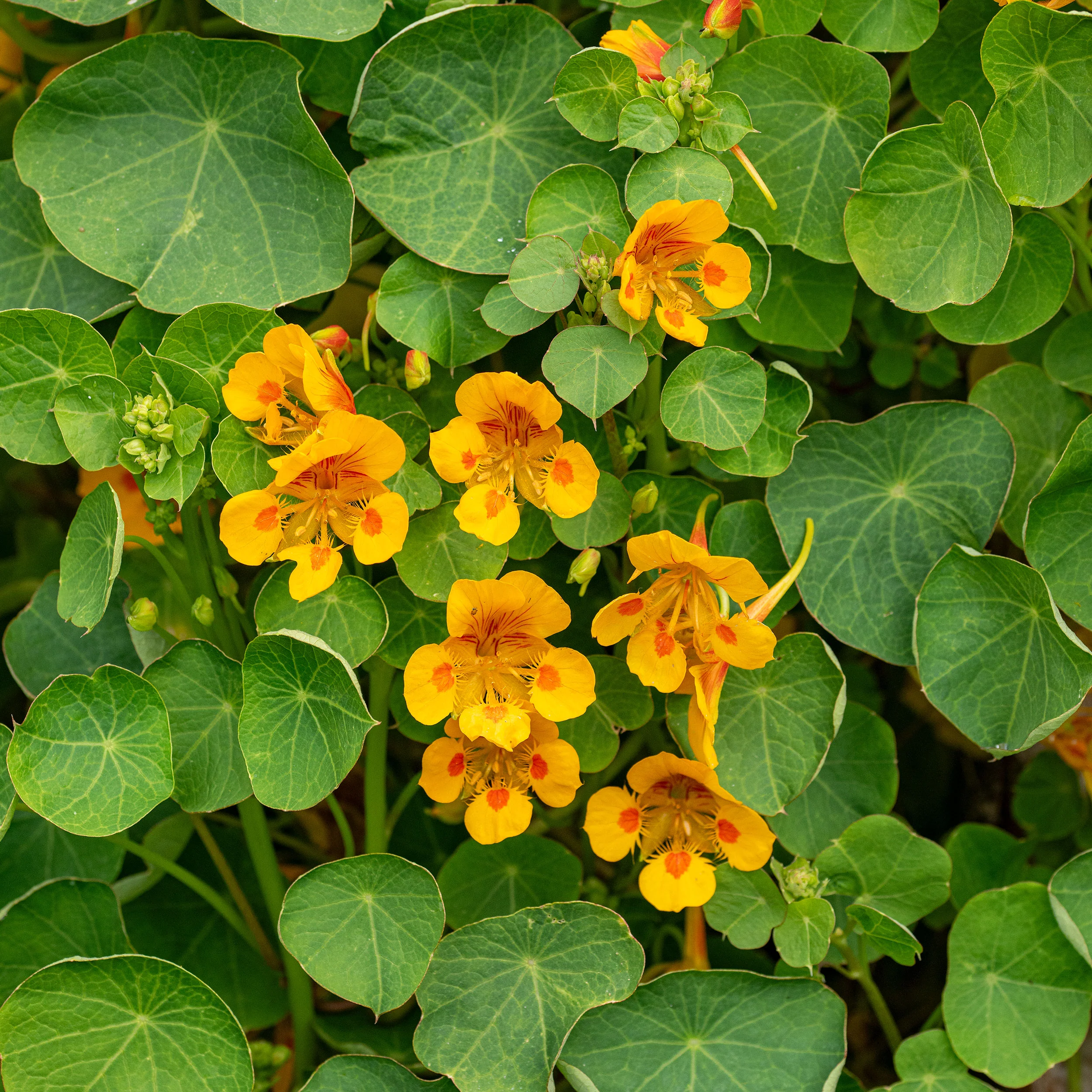 Nasturtium 'Elf's Cap' - Image 2