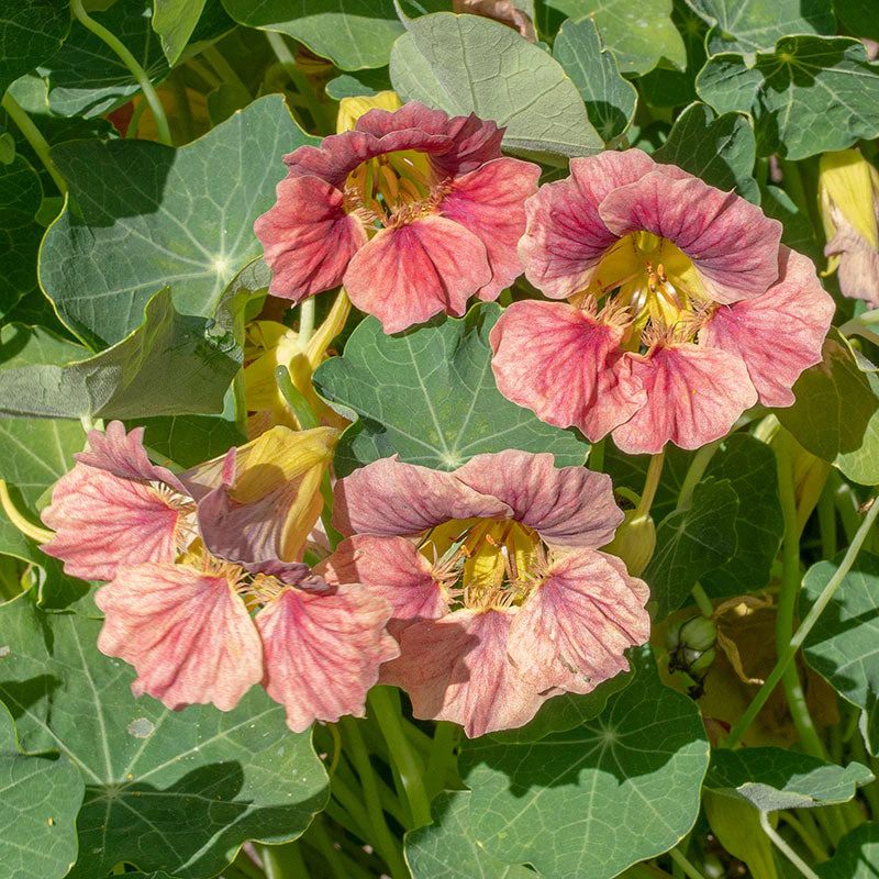 Nasturtium 'Ladybird Rose' - Image 2