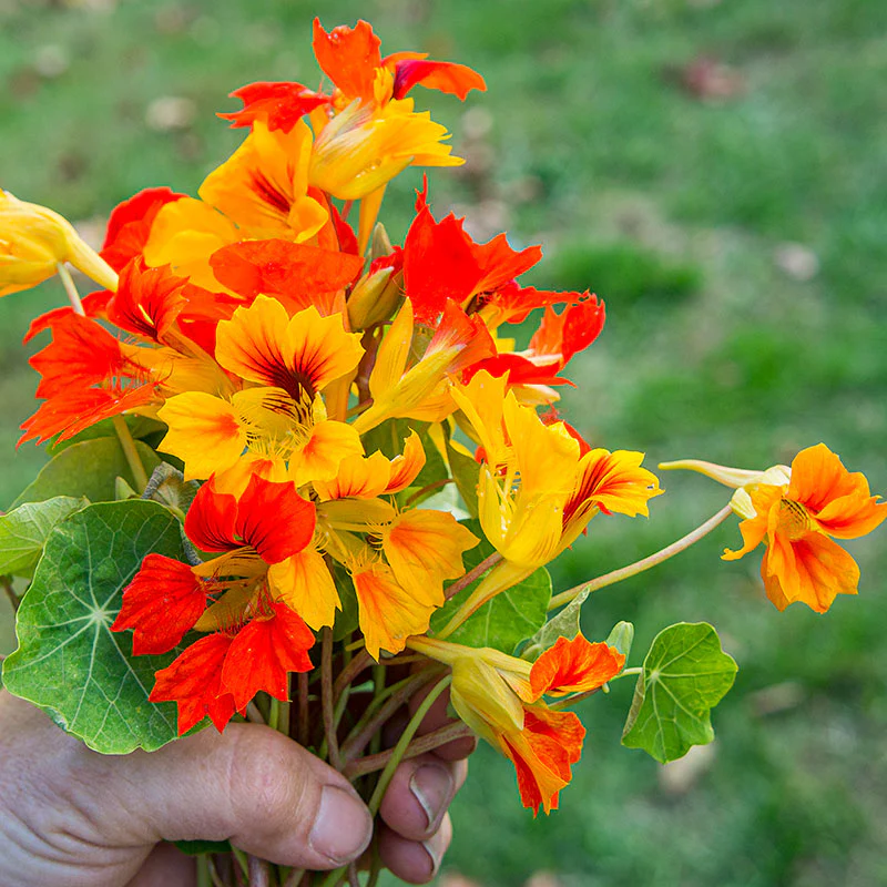 Nasturtium 'Phoenix' - Image 2