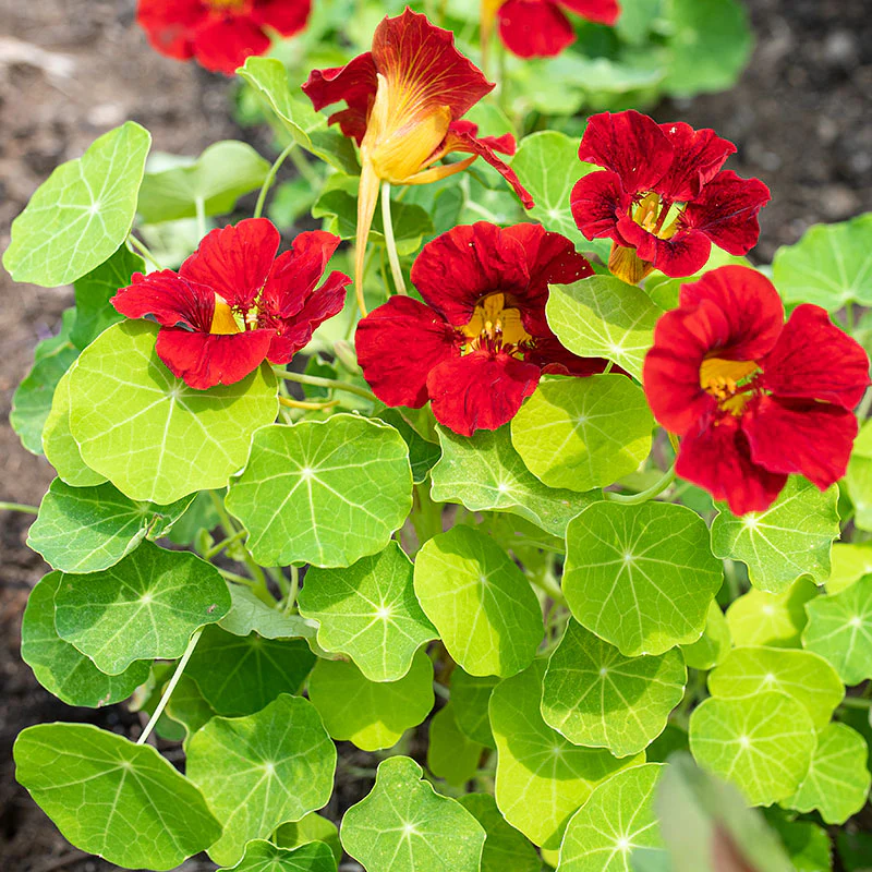 Nasturtium 'Tip Top Mahogany' - Image 2
