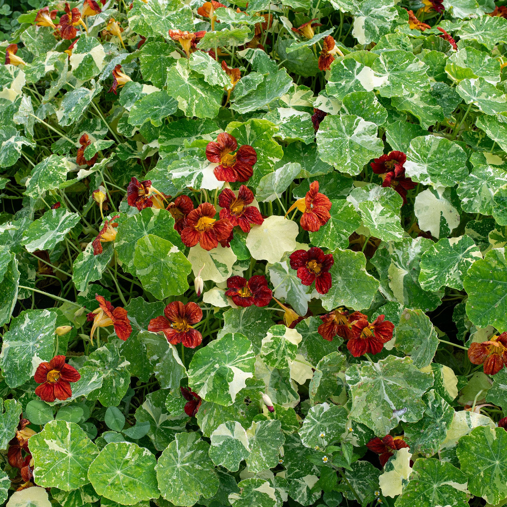 Nasturtium 'Velvet Troika' - Image 2