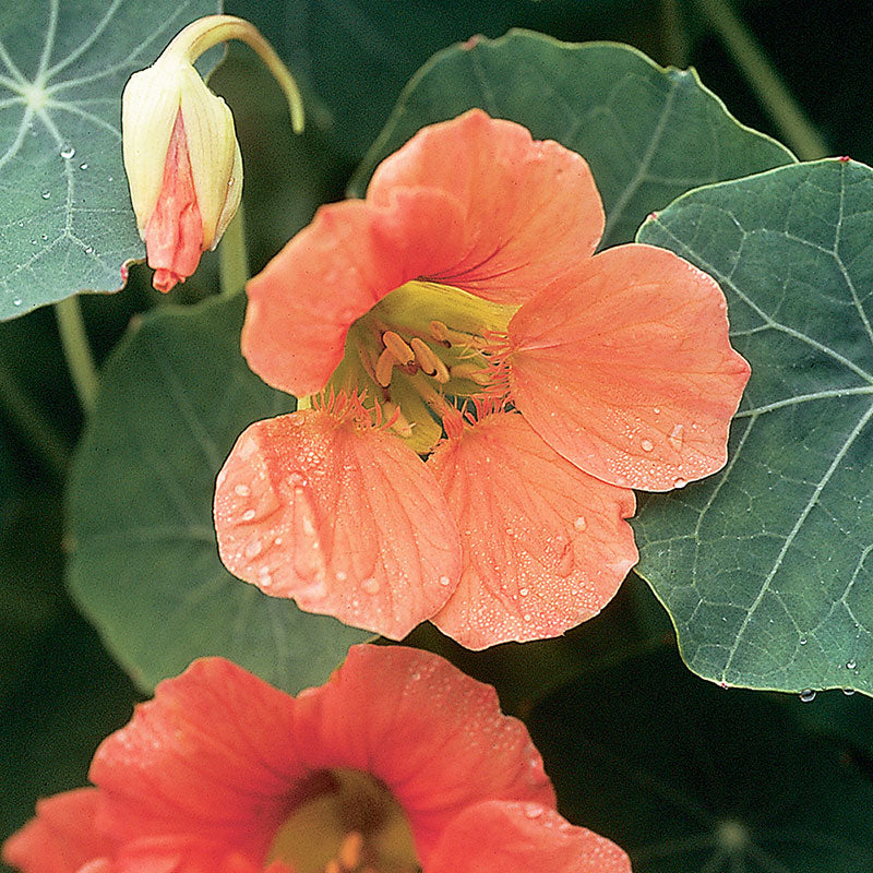 Nasturtium 'Vesuvius' - Image 2