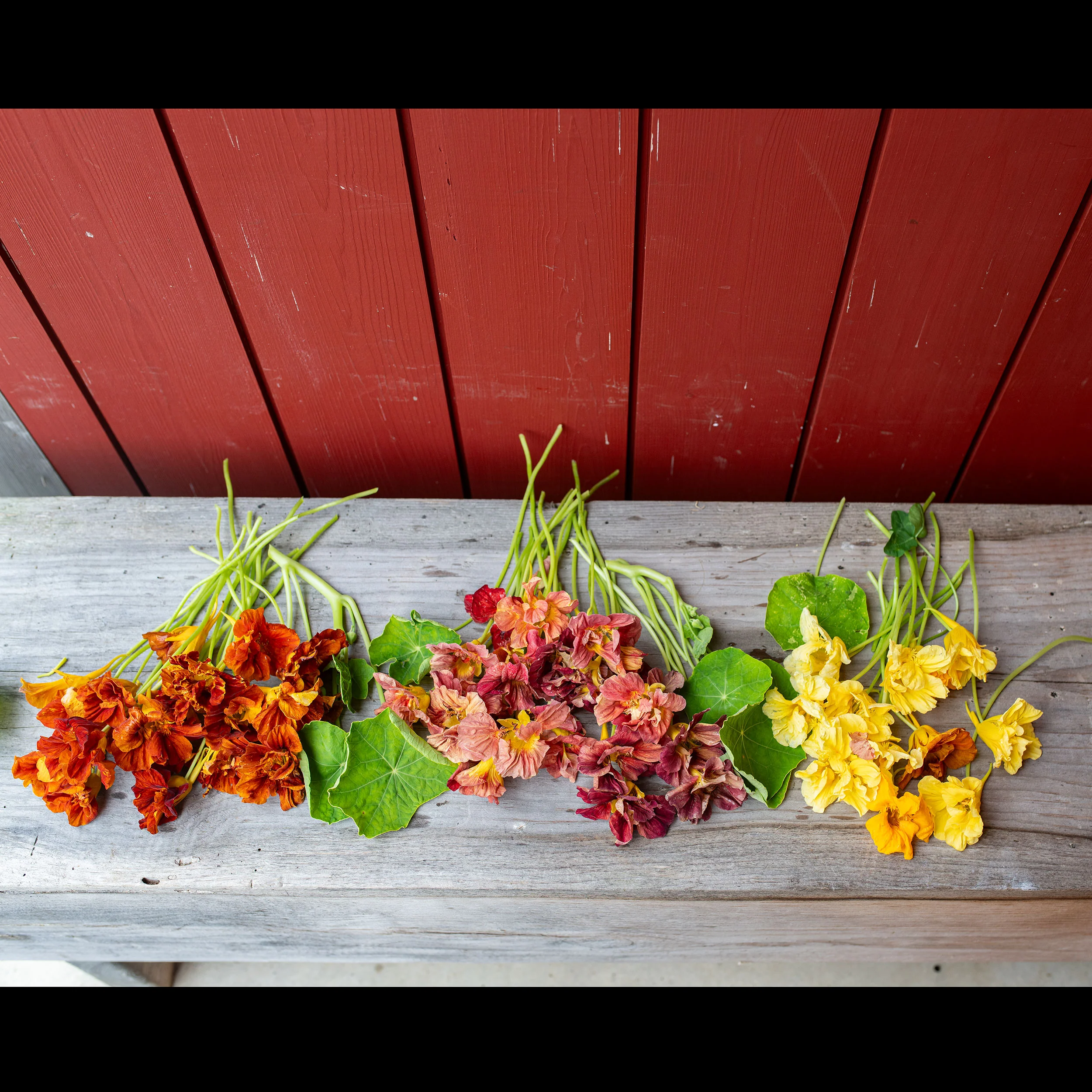 Nasturtium 'Vintage' - Image 2