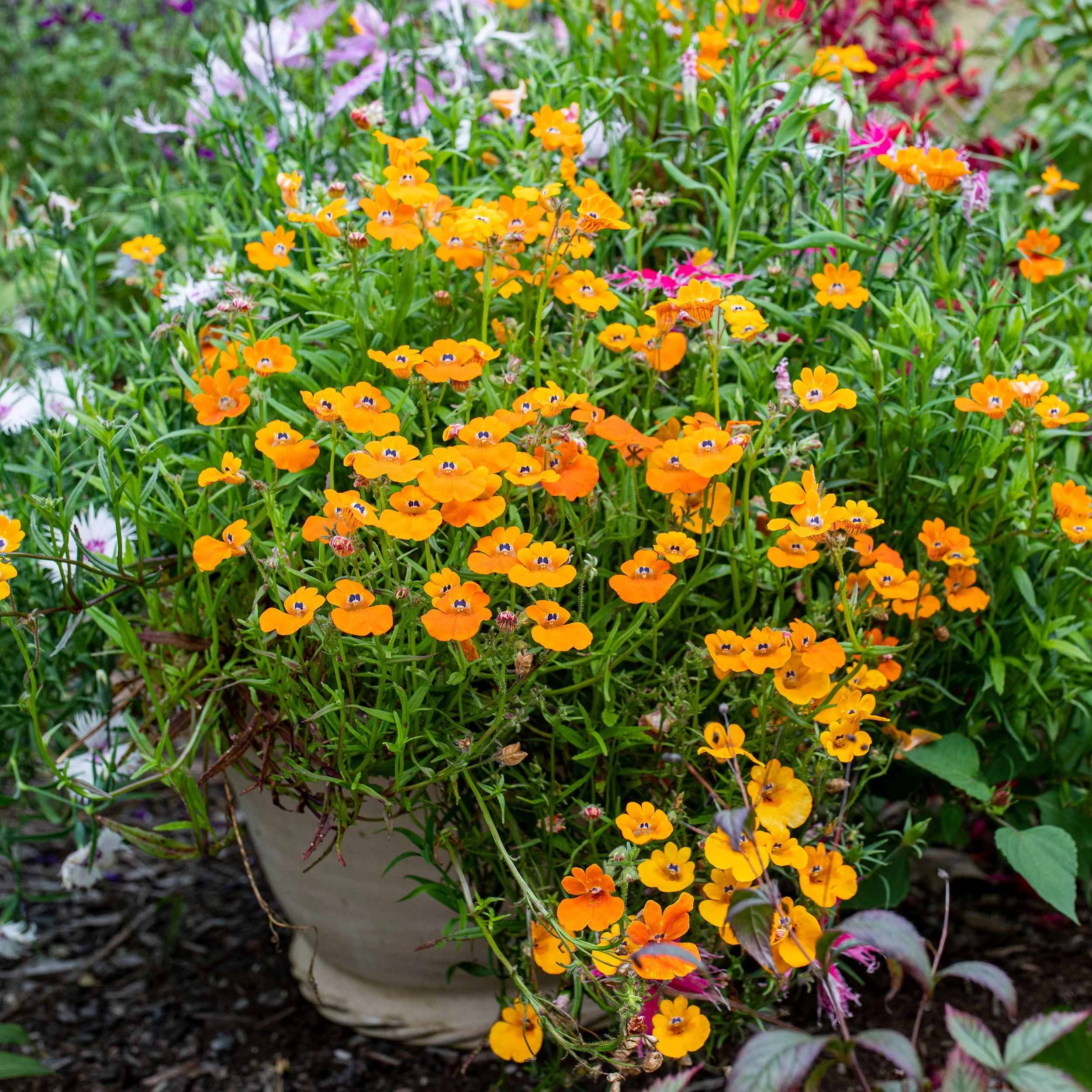 Nemesia 'Prince of Orange' - Image 2