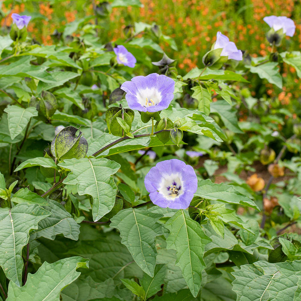 Nicandra 'Black Pod' - Image 2