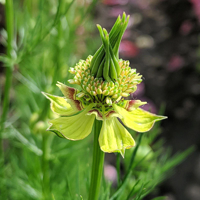 Nigella 'Transformer' - Image 2