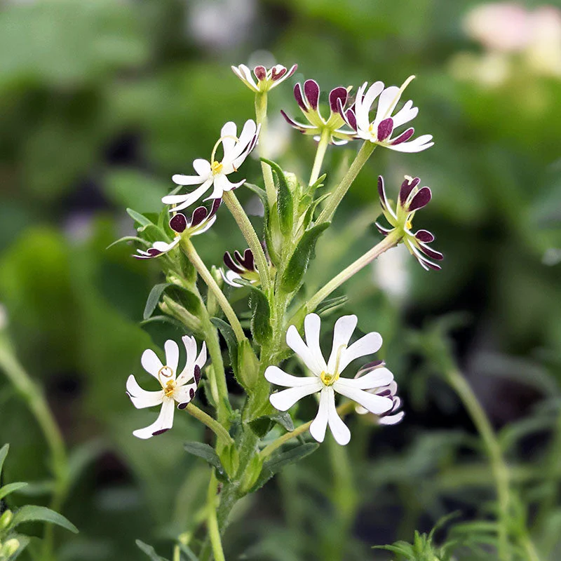 Night Phlox 'Midnight Candy' - Image 3